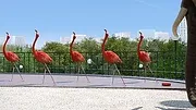 Athleticus
