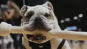 Nos amis les chiens
