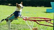 Pup Academy : L'école secrète