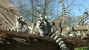 Expédition Pairi Daiza