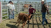 Heartland S11 E3