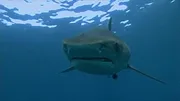 When Sharks attack...