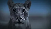 La Terre, La Nuit