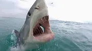When Sharks attack...