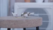 逃げるは恥だが役に立つ ムズキュン!特別編