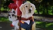 Pup Academy : L'école secrète