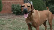 Nos amis les chiens