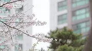돌싱글즈
