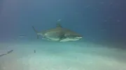 When Sharks attack...