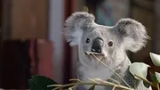 Izzy et les koalas