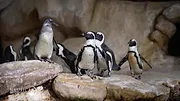 Nausicaá : Dans les coulisses du plus grand aquarium d'Europe