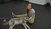 Nos amis les chiens