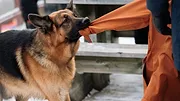 Hudson et Rex S2 E19