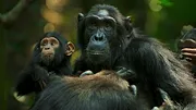 L'Empire des chimpanzés