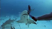 When Sharks attack...