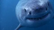 When Sharks attack...