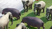 Athleticus S1 E17