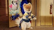 Pup Academy : L'école secrète