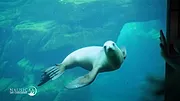 Nausicaá : Dans les coulisses du plus grand aquarium d'Europe