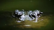 72 animaux dangereux en Asie