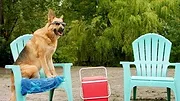 Pup Academy : L'école secrète
