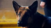 Hudson et Rex S1 E2