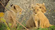 Wild Babies : Petits et Sauvages