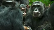 L'Empire des chimpanzés