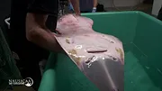 Nausicaá : Dans les coulisses du plus grand aquarium d'Europe