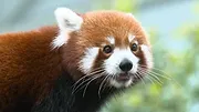 72 animaux dangereux en Asie