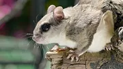 La vie discrète des petites bêtes