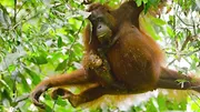 Wild Babies : Petits et Sauvages