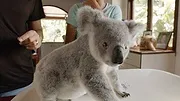 Izzy et les koalas
