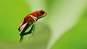 La Vie en couleurs avec David Attenborough