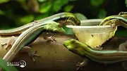 Nausicaá : Dans les coulisses du plus grand aquarium d'Europe