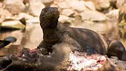 72 animaux dangereux en Asie