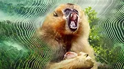 Le Monde secret du son avec David Attenborough