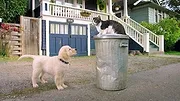 Pup Academy : L'école secrète