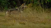 Bienvenue sur l'île des loups