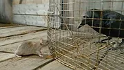 La vie discrète des petites bêtes