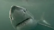 When Sharks attack...