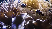 Nausicaá : Dans les coulisses du plus grand aquarium d'Europe
