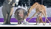 Athleticus