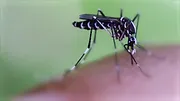 72 animaux dangereux en Asie
