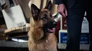 Hudson et Rex S1 E5