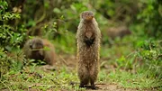 Wild Babies : Petits et Sauvages