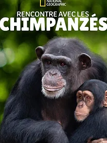 Rencontre avec les Chimpanzés