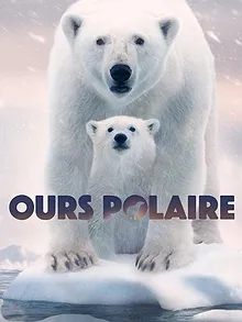 Ours polaire