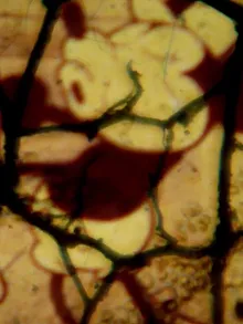 Steamboat Willie (( Pt ii ))