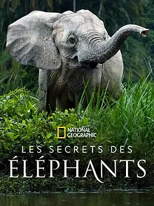 Les secrets des éléphants